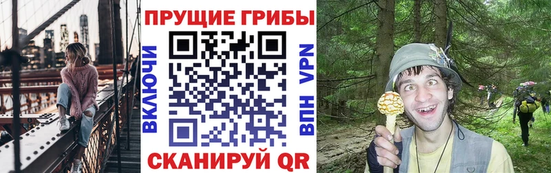 Купить закладки  Павловск  Галлюциногенные грибы мицелий 